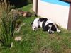 Englischer Cocker Spaniel Hund