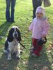 Englischer Cocker Spaniel Hund