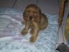 Englischer Cocker Spaniel Hund