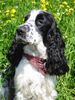 Englischer Cocker Spaniel Hund