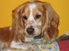 Englischer Cocker Spaniel Hund