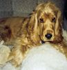 Englischer Cocker Spaniel Foto: Kira 1 Jahr alt (ID 13144) Englischer Cocker Spaniel Hund