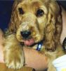 Englischer Cocker Spaniel Foto: Kira 2 Monate alt (ID 13142) Englischer Cocker Spaniel Hund