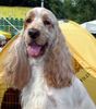 Englischer Cocker Spaniel Foto: Caminada Sterling Gold (ID 13615) Englischer Cocker Spaniel Hund