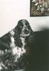 Englischer Cocker Spaniel Foto: Kundry vom Veilchenberg (ID 13618) Englischer Cocker Spaniel Hund