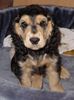 Englischer Cocker Spaniel Hund