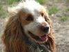 Englischer Cocker Spaniel Hund