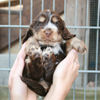 Englischer Cocker Spaniel Hund