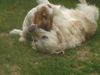 Englischer Cocker Spaniel Hund