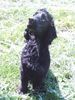 Englischer Cocker Spaniel Foto: Wo bleibt das Leckerlie??? (ID 25022) Englischer Cocker Spaniel Hund