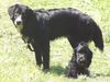 Englischer Cocker Spaniel Foto: Oh, wir werden fotografiert! (ID 25021) Englischer Cocker Spaniel Hund