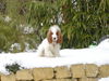 Englischer Cocker Spaniel Foto: Das ist unser Bandit! Wie man sieht mag er den Schnee besonders gerne! (ID 25107) Englischer Cocker Spaniel Hund