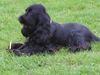 Englischer Cocker Spaniel Foto: Diego (ID 20217) Englischer Cocker Spaniel Hund
