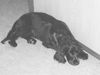 Englischer Cocker Spaniel Foto: Nach einem anstrengenden Tag... (ID 25026) Englischer Cocker Spaniel Hund