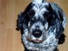 Englischer Cocker Spaniel Foto: Eiko, mein bester Freund (ID 8447) Englischer Cocker Spaniel Hund