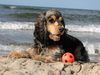 Englischer Cocker Spaniel Hund