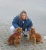 Englischer Cocker Spaniel Hund