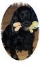 Englischer Cocker Spaniel Foto: Ich und mein Tweety (ID 19389) Englischer Cocker Spaniel Hund