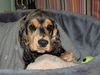Englischer Cocker Spaniel Hund