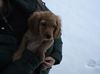 Englischer Cocker Spaniel Foto: Brrrr.ist das kalt (ID 8656) Englischer Cocker Spaniel Hund