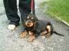 Englischer Cocker Spaniel Hund