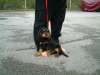 Englischer Cocker Spaniel Hund