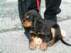 Englischer Cocker Spaniel Hund