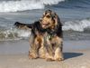 Englischer Cocker Spaniel Hund