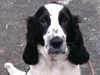 Englischer Cocker Spaniel Foto: Vile Grüße an die Ersteller dieser tollen Website von mir und meinem Liebling (ID 19710) Englischer Cocker Spaniel Hund