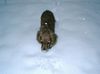 Englischer Cocker Spaniel Foto: Mein erster Schnee (ID 8658) Englischer Cocker Spaniel Hund