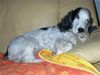 Englischer Cocker Spaniel Hund