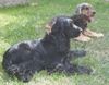 Englischer Cocker Spaniel Hund
