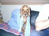 Englischer Cocker Spaniel Foto: Sie hat es getan, sie hat mich gebadet (ID 18150) Englischer Cocker Spaniel Hund