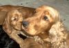 Englischer Cocker Spaniel Hund