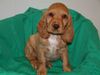Englischer Cocker Spaniel Hund