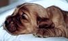 Englischer Cocker Spaniel Hund