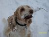 Englischer Cocker Spaniel Hund