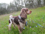 Englischer Cocker Spaniel Hund