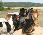 Englischer Cocker Spaniel Hund