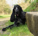 Englischer Cocker Spaniel Hund