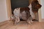 Englischer Cocker Spaniel Hund