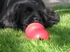 Englischer Cocker Spaniel Hund