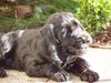 Englischer Cocker Spaniel Foto: Perrobär - mein größter Schatz auf Erden! (ID 25024) Englischer Cocker Spaniel Hund