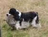 Englischer Cocker Spaniel Hund