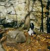 Englischer Cocker Spaniel Hund