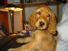 Englischer Cocker Spaniel Hund