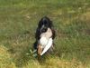 Englischer Cocker Spaniel Hund