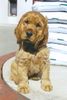 Englischer Cocker Spaniel Foto: Laila - ca. 10 Wochen alt (ID 20092) Englischer Cocker Spaniel Hund