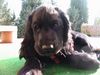 Englischer Cocker Spaniel Hund