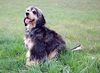 Englischer Cocker Spaniel Hund